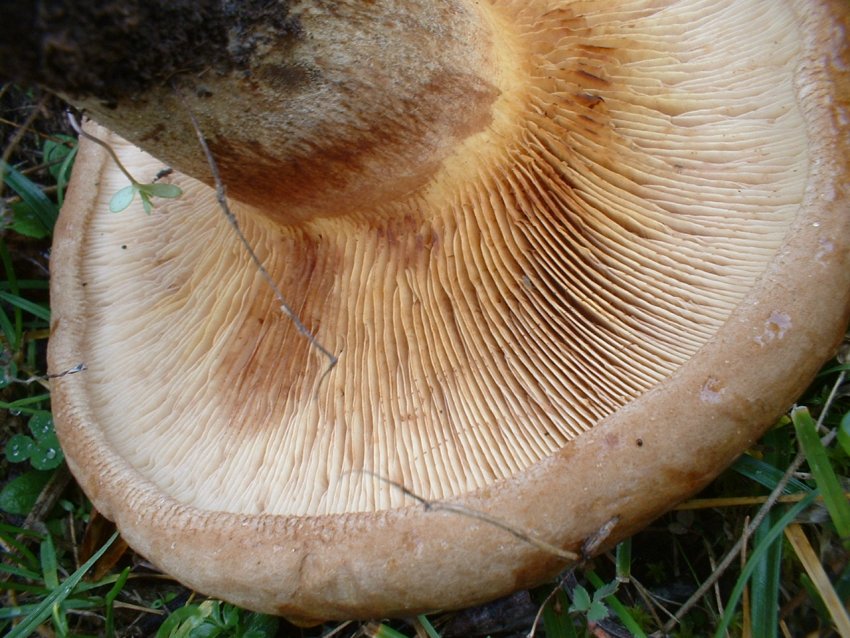 paxillus involutus